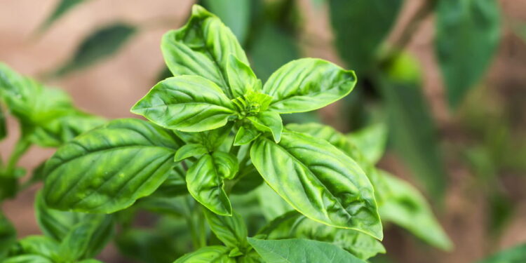 Como plantar manjericão no verão e manter as folhas sempre verdes
