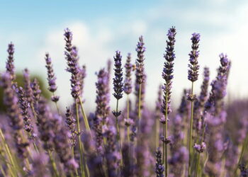 5 plantas fáceis de cultivar em casa que ajudam a melhorar o humor