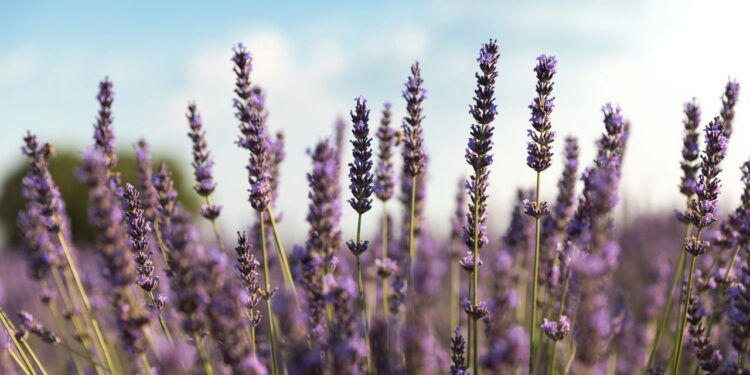 5 plantas fáceis de cultivar em casa que ajudam a melhorar o humor