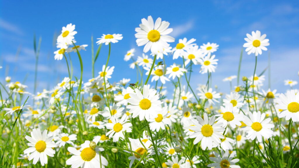 Plantas que florescem na primavera e trazem calor aos dias frios
