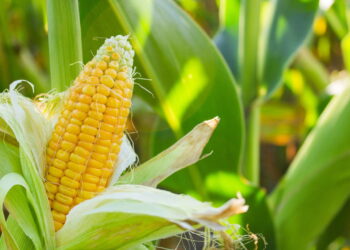 Planta com sabor único e essencial para se ter um jardim em casa