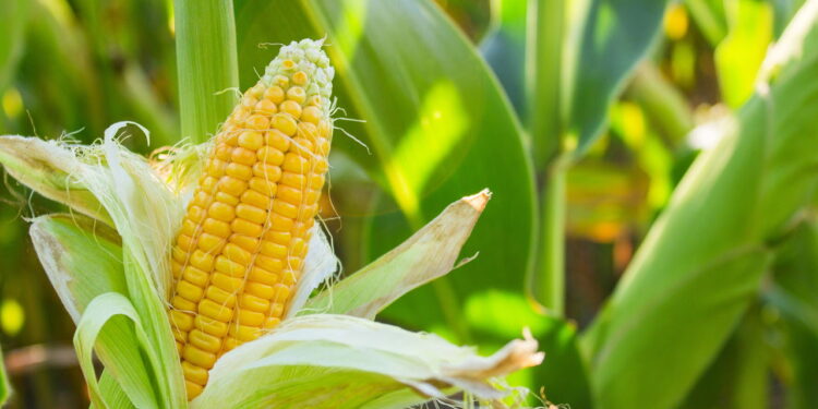 Planta com sabor único e essencial para se ter um jardim em casa