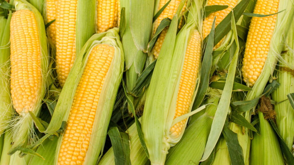 Planta com sabor único e essencial para se ter um jardim em casa