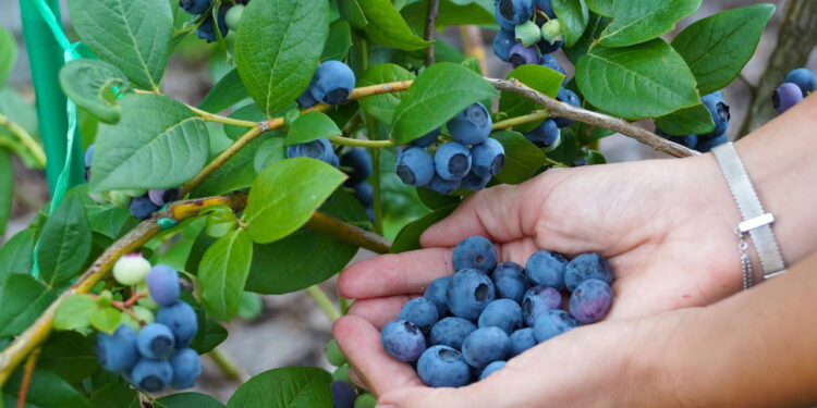 Truques para cultivar frutas frescas em vasos dentro de casa