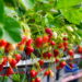 Plante morango em casa com técnicas descomplicadas e maximize a produção de frutas frescas