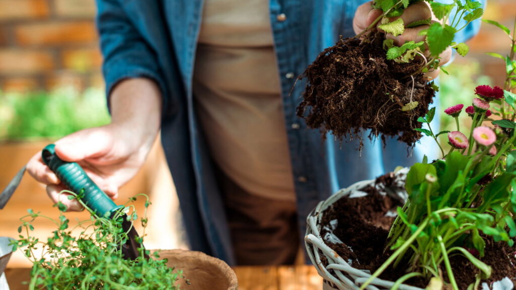 Como o contato com plantas pode aumentar sua sensação de paz segundo especialistas