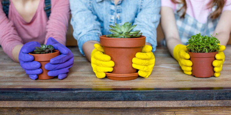 Cuidar de plantas melhora o humor segundo a psicologia