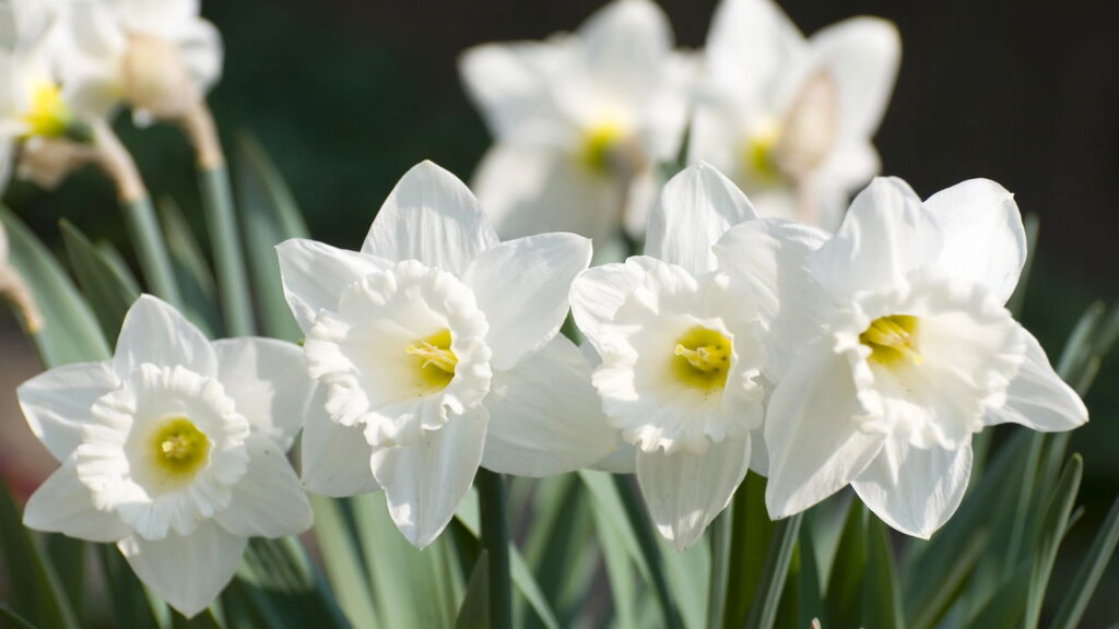 As 3 plantas que florescem sob a lua cheia do inverno