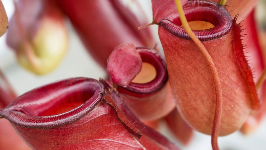 Como usar plantas carnívoras como decoração e inspiração na cozinha