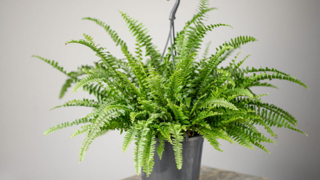 Plantas que ajudam a limpar o ar e reduzir poeira dentro de casa