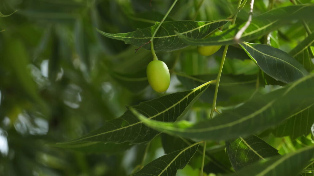 4 plantas que combatem parasitas intestinais de forma natural