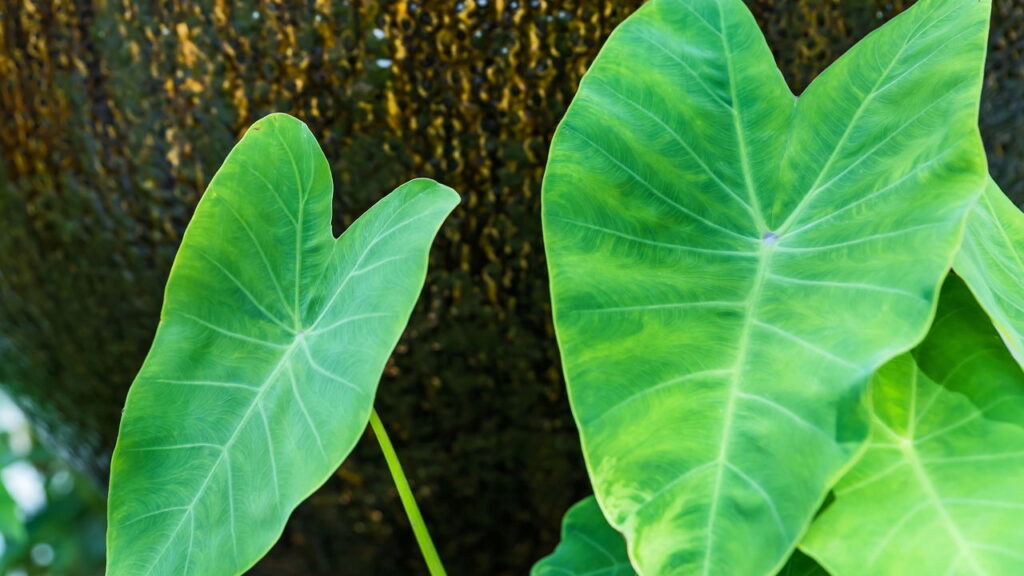 3 plantas esculturais que elevam a decoração de forma impressionante