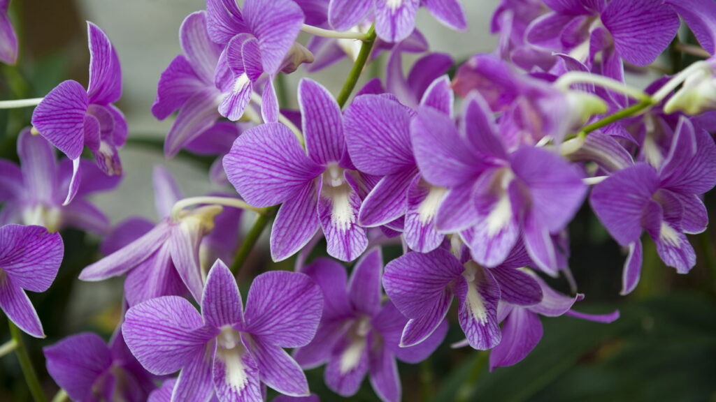 Essas plantas atraem autoconfiança e brilho pessoal