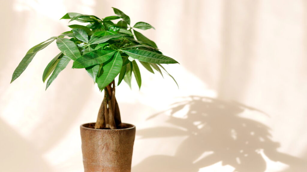 Plantas que combinam com cada signo e refletem sua energia