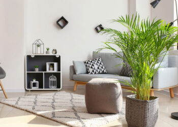 Plantas de folhas grandes para decorar ambientes amplos de casa