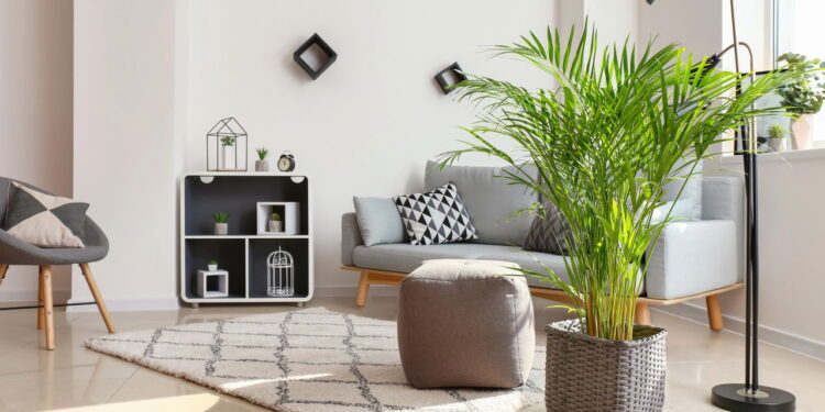 Plantas de folhas grandes para decorar ambientes amplos de casa