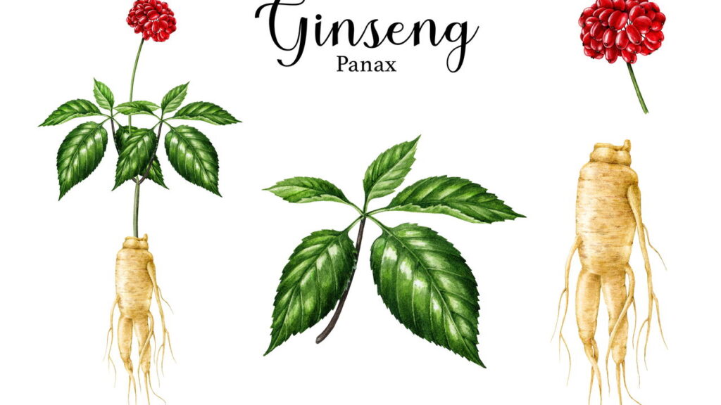 As 3 plantas mais eficazes para fortalecer sua imunidade naturalmente