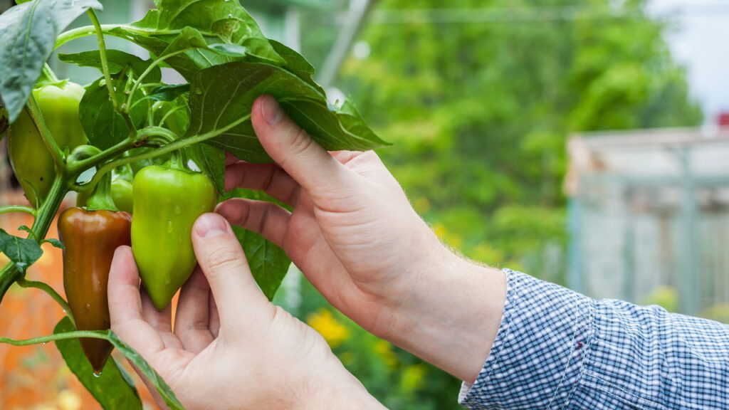 Plantas que adicionam movimento com folhas que se mexem ao vento