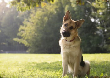O comportamento mais marcante do Pastor Alemão explicado pela psicologia