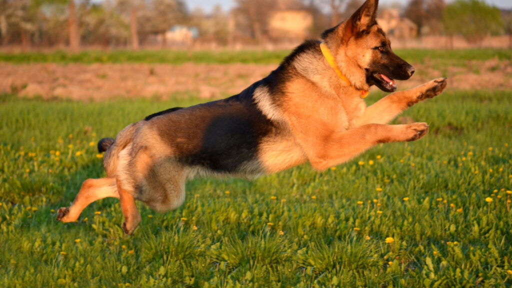O comportamento mais marcante do Pastor Alemão explicado pela psicologia