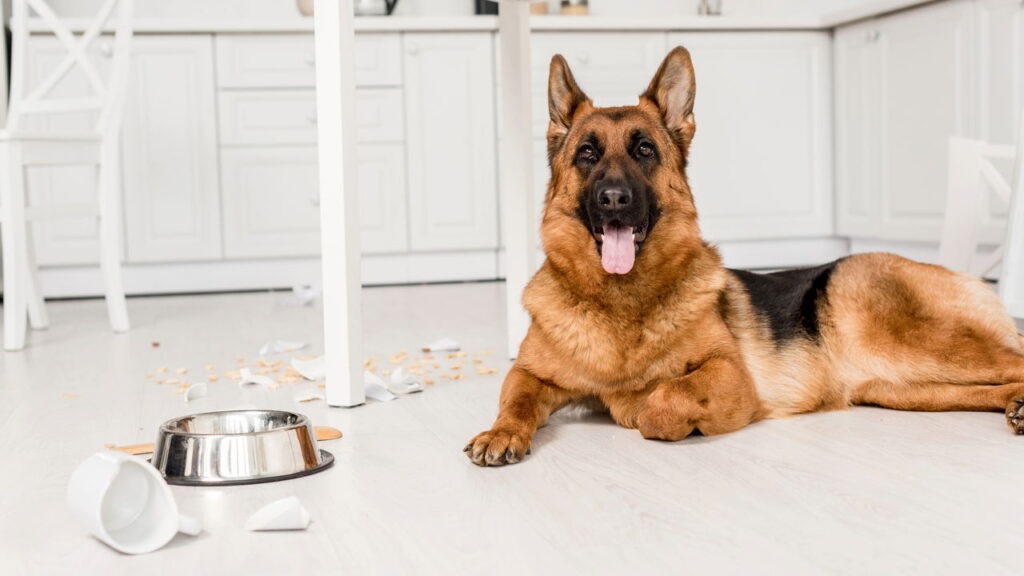 Qual raça de cachorro combina com você de acordo com seu mês de nascimento