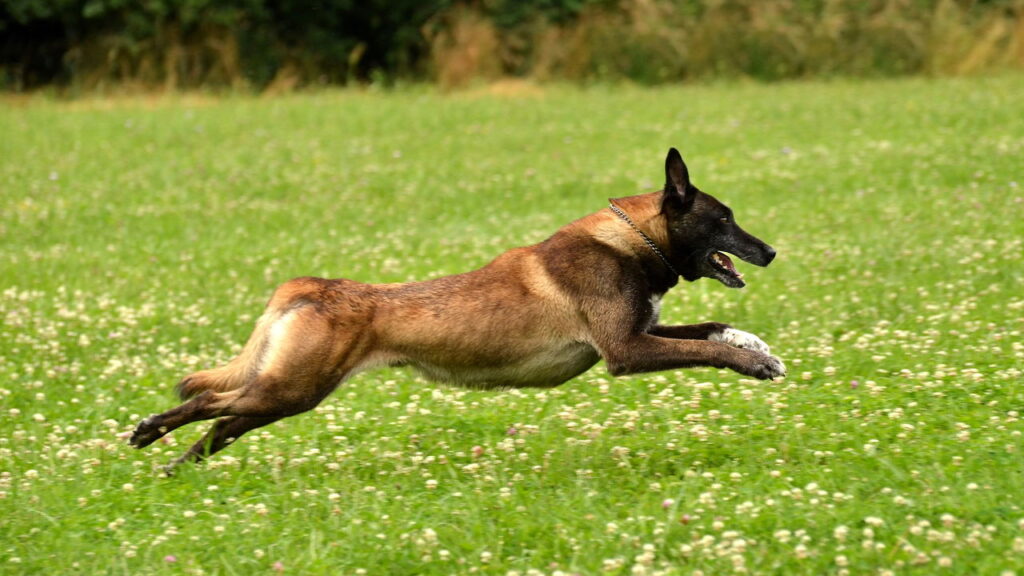 Qual raça de cachorro combina com você de acordo com seu mês de nascimento