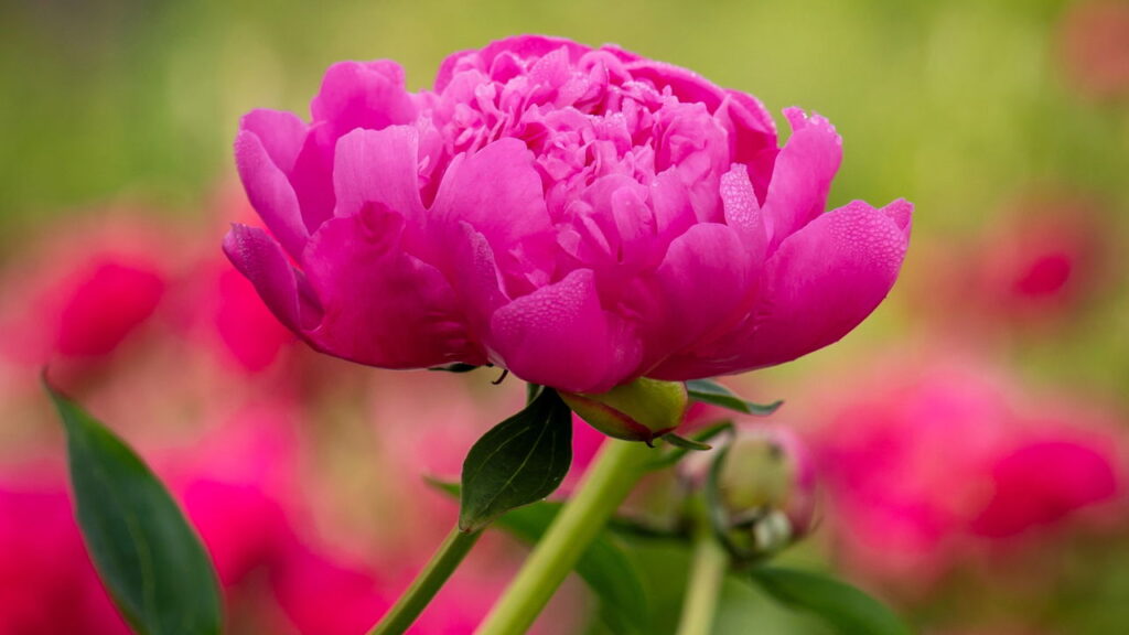 4 plantas com flores delicadas que criam um toque romântico na decoração