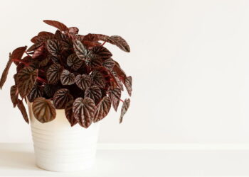 Nem grandes, nem médias: as plantas pequenas que fazem sucesso em vasos