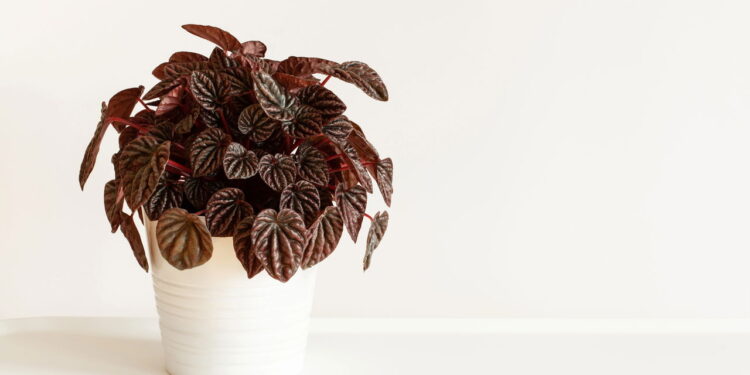 Nem grandes, nem médias: as plantas pequenas que fazem sucesso em vasos