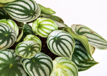 Nem só limpeza, nem só decoração: a tendência de casas vivas com verde