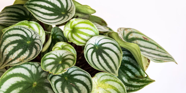 Nem só limpeza, nem só decoração: a tendência de casas vivas com verde