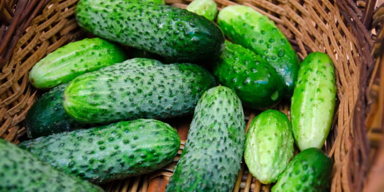 Legume amplamente comum em saladas e fácil de ter um cultivo em casa