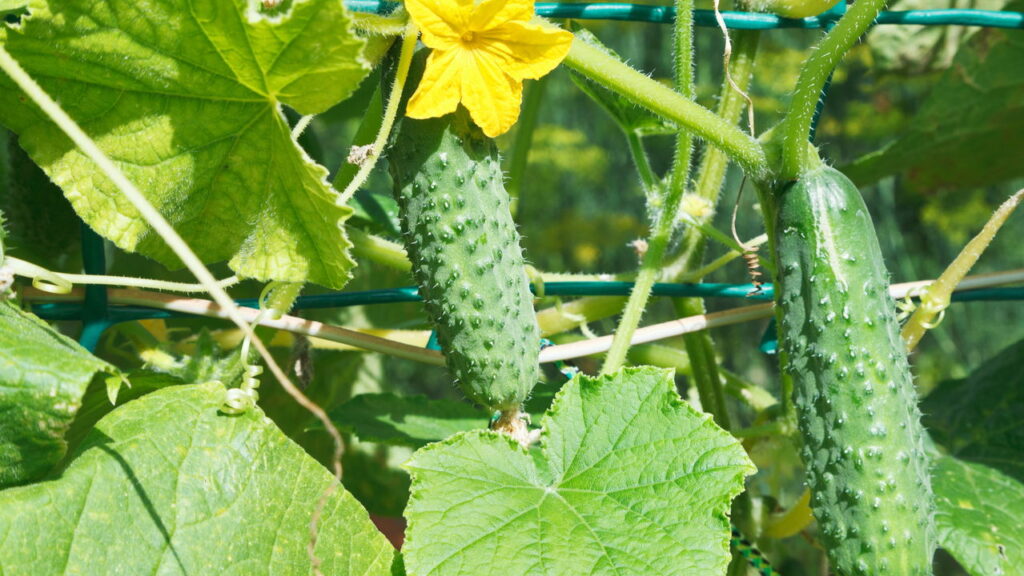 Legume amplamente comum em saladas e fácil de ter um cultivo em casa