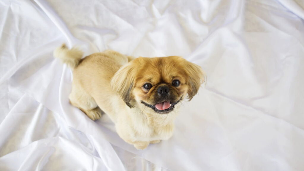 Qual raça de cachorro combina com você de acordo com seu mês de nascimento