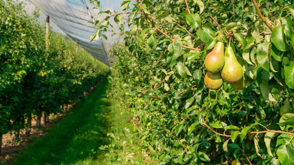 3 frutas orgânicas que crescem em ciclos anuais previsíveis