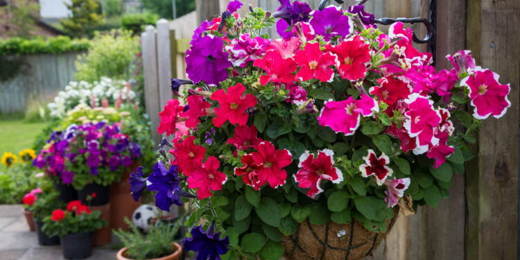 Flor vibrante que da cor e vida a qualquer jardim encanta pelo fácil cultivo