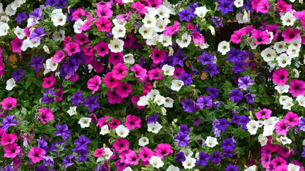 Flor vibrante que da cor e vida a qualquer jardim encanta pelo fácil cultivo