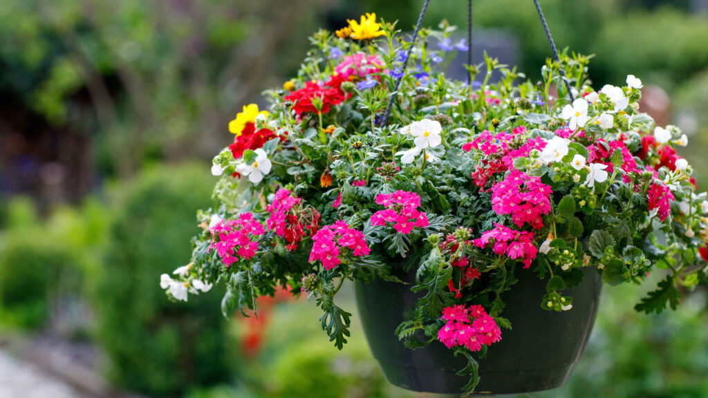 Flor vibrante que da cor e vida a qualquer jardim encanta pelo fácil cultivo
