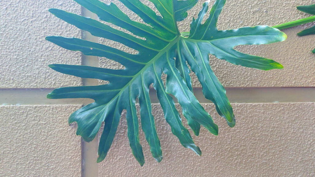 Plantas com folhas grandes que criam sensação de aconchego no ambiente