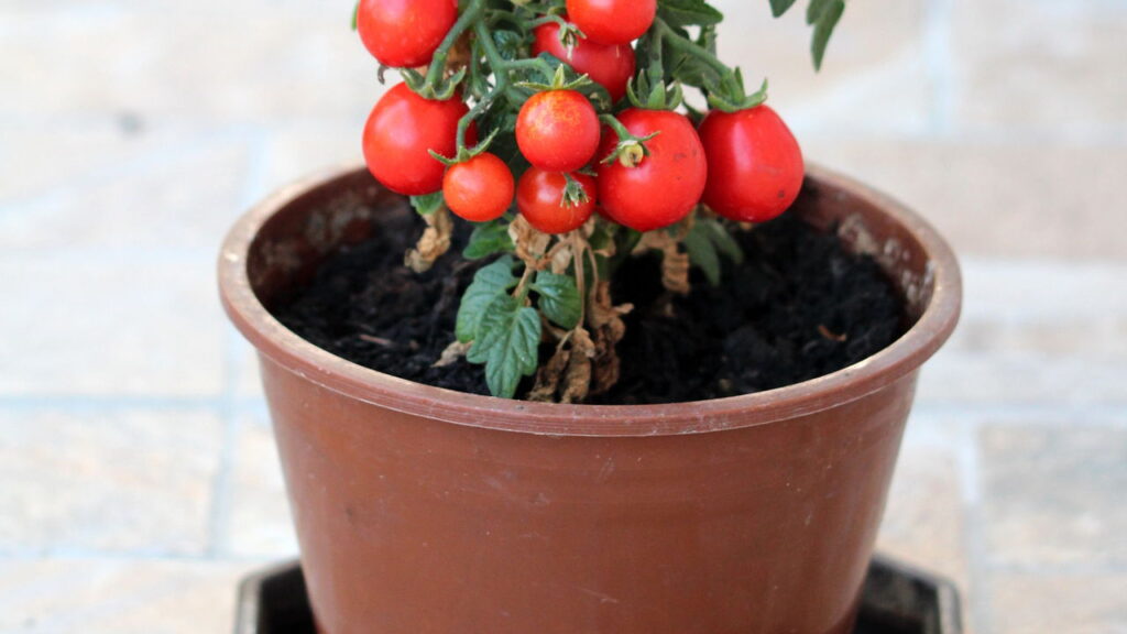 Frutas que crescem até em garrafa PET de forma simples
