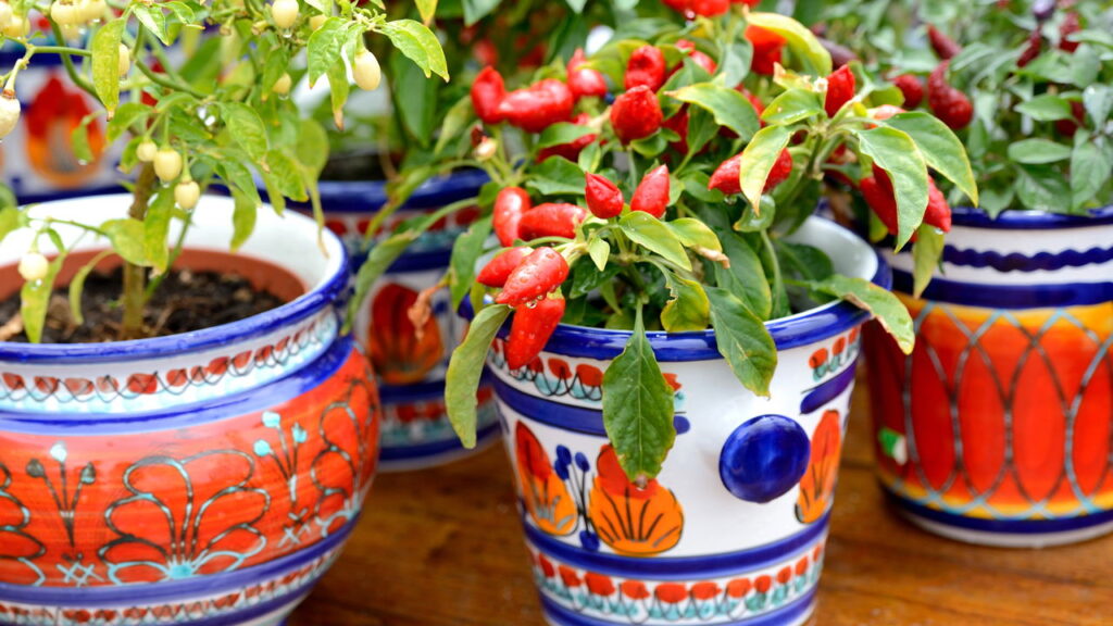 Frutas que crescem até em garrafa PET de forma simples