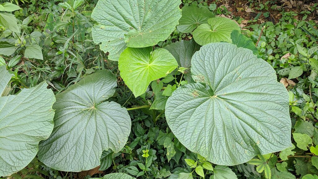 É isso que acontece no corpo quando você toma chá dessa planta