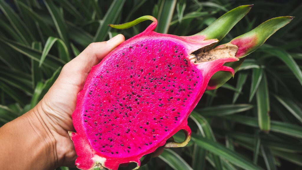 Aprenda a plantar Pitaya em casa do jeito certo com as melhores dicas!