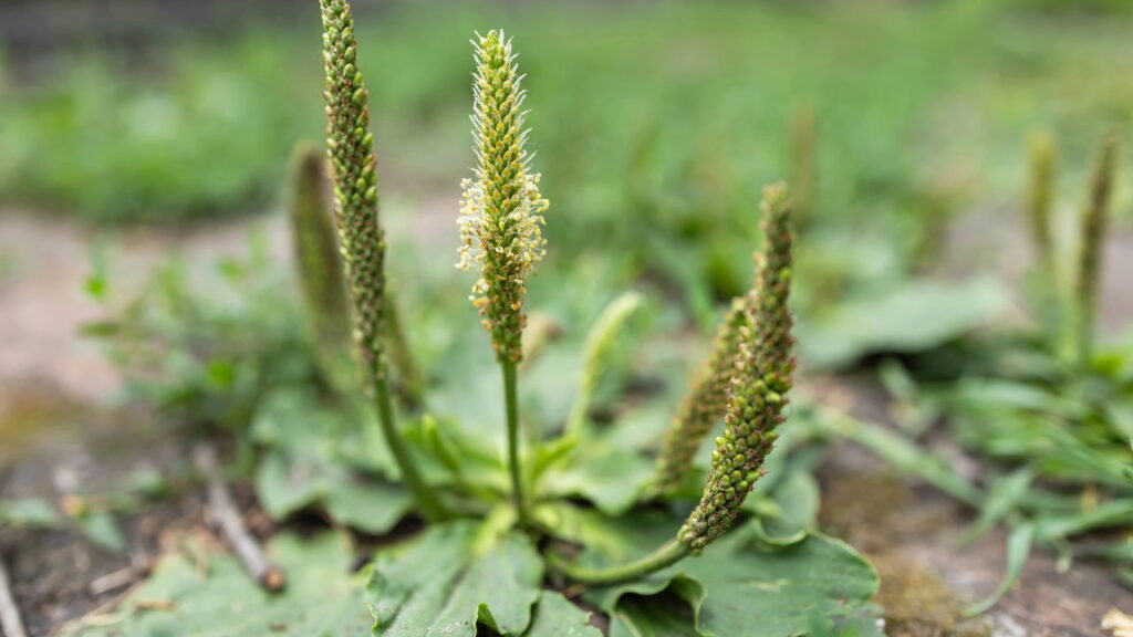 Plantas curativas pouco conhecidas e seus usos caseiros