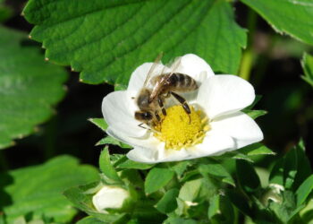 Plantas que afastam abelhas e vespas naturalmente