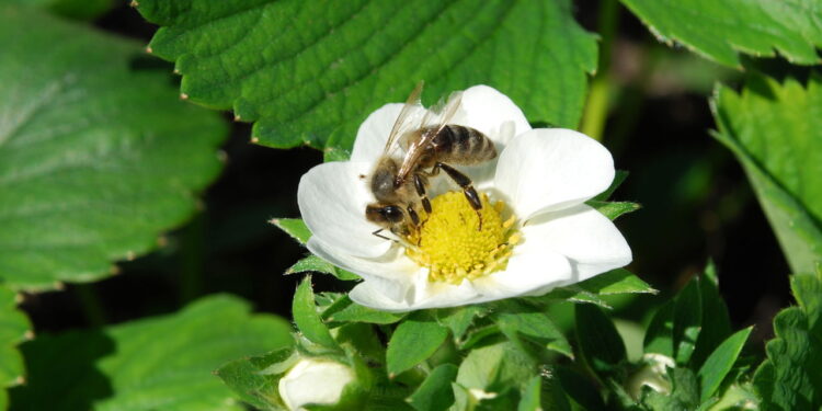 Plantas que afastam abelhas e vespas naturalmente