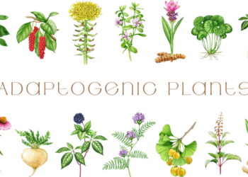 Essas 4 plantas aumentam resistência física e mental