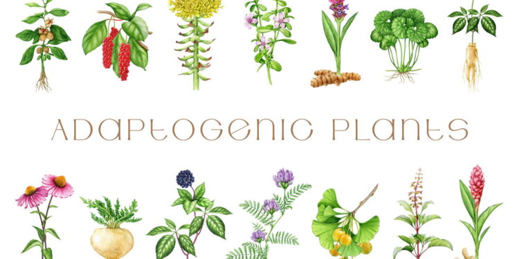 Essas 4 plantas aumentam resistência física e mental