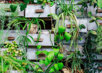 4 plantas trepadeiras que transformam paredes em obras de arte vivas