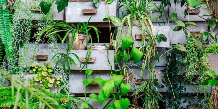 4 plantas trepadeiras que transformam paredes em obras de arte vivas